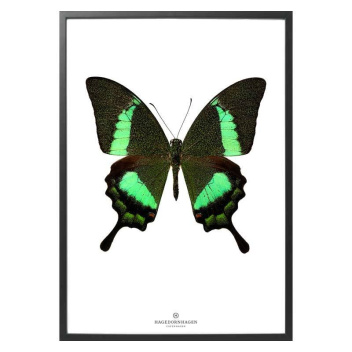 A4 Poster Motyl Papilio Daedalus