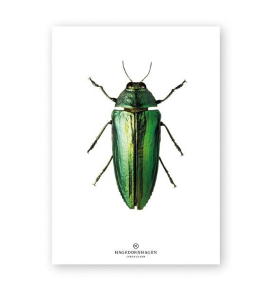 A4 Poster Żuk Zielony GREEN BUG