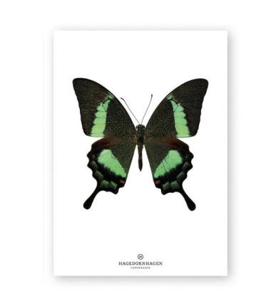 A4 Poster Motyl Papilio Daedalus