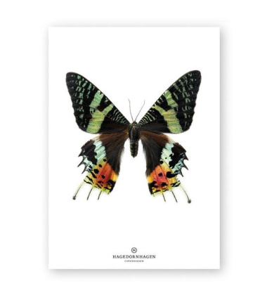 A4 Poster Motyl GREEN BUTTERFLY