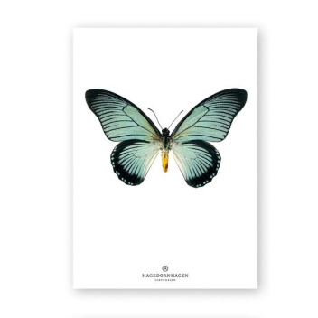 A4 Poster Motyl Papilio Zalmoxis