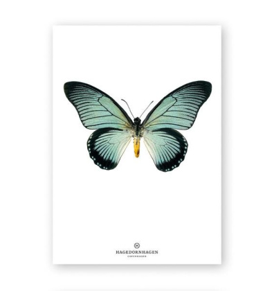 A4 Poster Motyl Papilio Zalmoxis