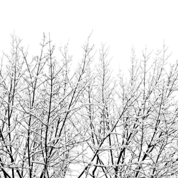 Snowy Tree Poster 50x70