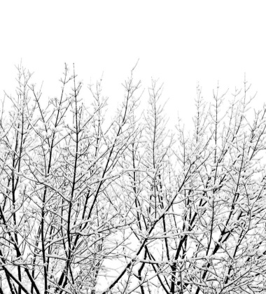 Snowy Tree Poster 50x70