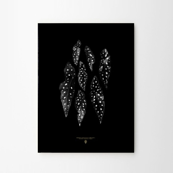 Begonia Maculata Poster 50x70