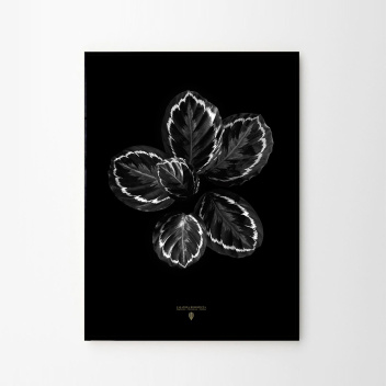 Calathea Roseopicta Poster 50x70