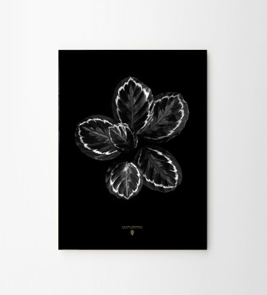 Calathea Roseopicta Poster 50x70