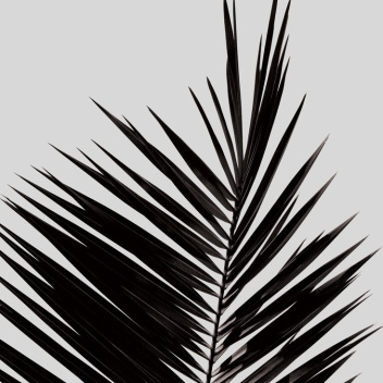 Palm Leaf Poster 50x70
