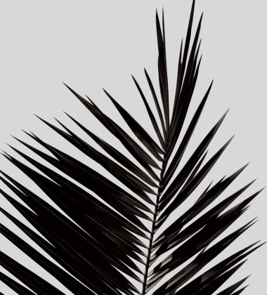 Palm Leaf Poster 50x70