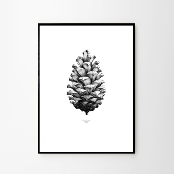 Pine Cone Poster 50x70 White-Black
