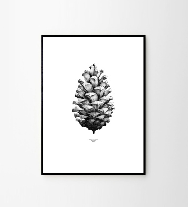 Pine Cone Poster 50x70 White-Black