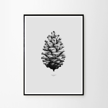 Pine Cone Poster 50x70 Grey