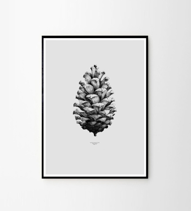 Pine Cone Poster 50x70 Grey