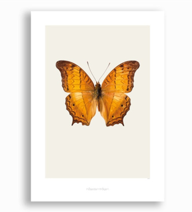 S12 Poster 42x59 Vindula Dejone - Cruiser Butterfly