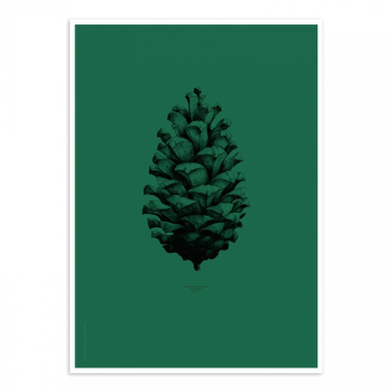 Pine Cone Poster 50x70 Dark Forest Green