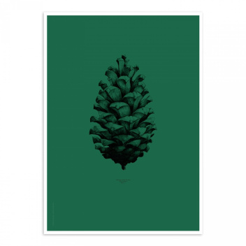 Pine Cone Poster 50x70 Dark Forest Green