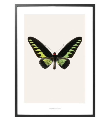 S5 Poster 42x59 Ornithoptera Brookiana Albescens