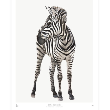 Poster Into The Wild 30x40 ZEBRA