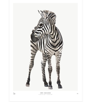 Poster Into The Wild 30x40 ZEBRA