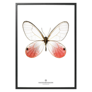 S13 Poster Motyl 50x70 RED BUTTERFLY