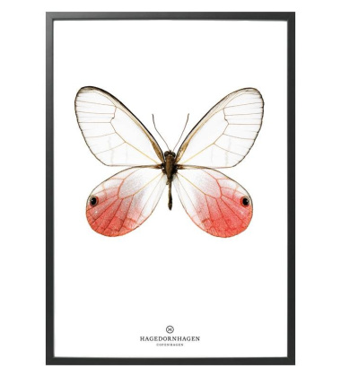 S13 Poster Motyl 50x70 RED BUTTERFLY