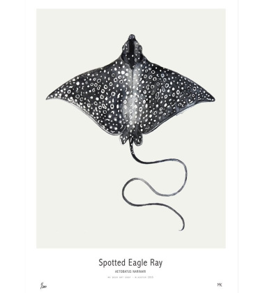 Ocean - Spotted Eagle Ray Poster 30x40