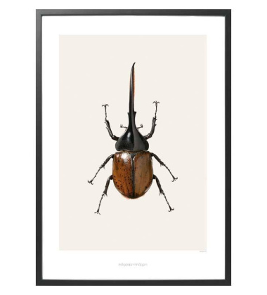 B5 Poster 70x100 Dynastes Hercules