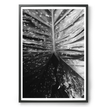 Botanical No.2 Poster 50X70