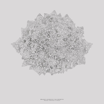Poster ROMANESCO 50x70 Sepia