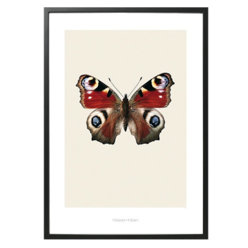 S8 Poster Motyl INACHIS IO 70x100 Czerwony