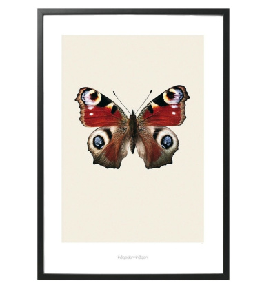 S8 Poster Motyl INACHIS IO 70x100 Czerwony