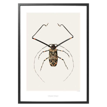 B6 Poster Żuk 42x59 Acrocinus longimanus Harlequin Beetle