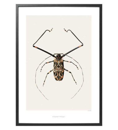 B6 Poster Żuk 42x59 Acrocinus longimanus Harlequin Beetle