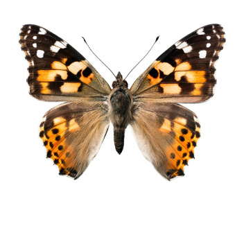 S18 Poster 30x40 Motyl