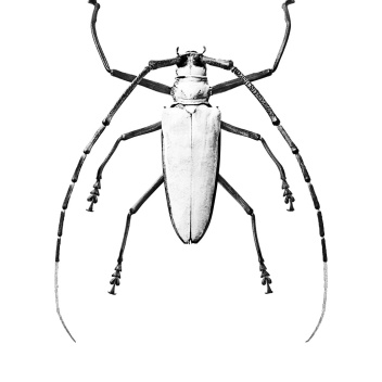 BW1 Poster 70x100 WHITE BUG