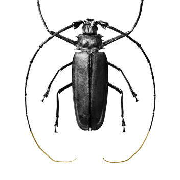 BW2 Poster 70x100 BLACK BUG