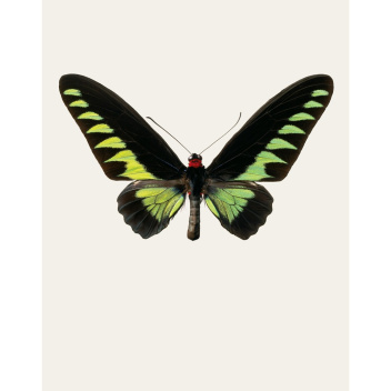 S5 Poster 42x59 Ornithoptera Brookiana Albescens