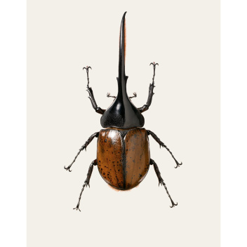 B5 Poster 70x100 Dynastes Hercules