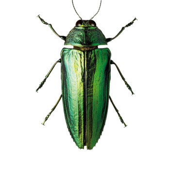 A4 Poster Żuk Zielony GREEN BUG