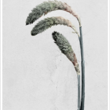 Poster 50x70 BOTANICA Pennisetum By Vee Speers