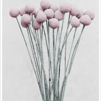 Poster 50x70 BOTANICA Craspedia By Vee Speers