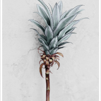 Poster 15x21 BOTANICA Ananas Comosus by Vee Speers