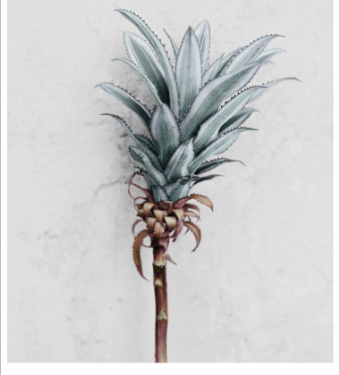 Poster 15x21 BOTANICA Ananas Comosus by Vee Speers