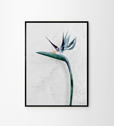 Poster 15x21 BOTANICA Strelitzia Reginae By Vee Speers