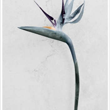 Poster 15x21 BOTANICA Strelitzia Reginae By Vee Speers