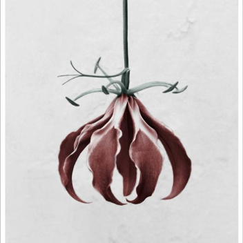 Poster 15x21 BOTANICA Gloriosa Superba By Vee Speers