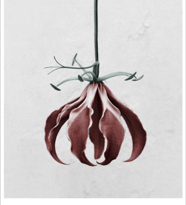 Poster 15x21 BOTANICA Gloriosa Superba By Vee Speers