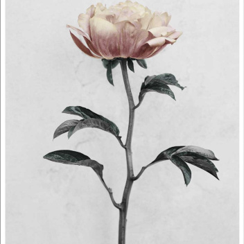 Poster 15x21 BOTANICA Paeonia By Vee Speers