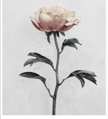 Poster 15x21 BOTANICA Paeonia By Vee Speers