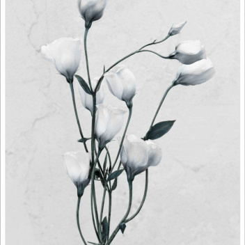 Poster 15x21 BOTANICA Eustoma Grandiflorum By Vee Speers